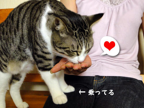 もっとよこすにゃ!