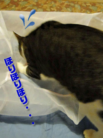 ほりほりほり・・・