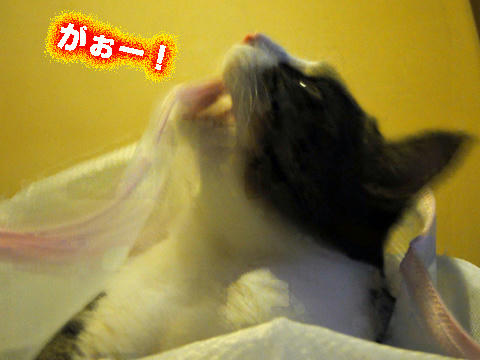 がおー!