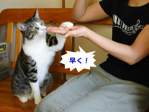 次ください!早く!