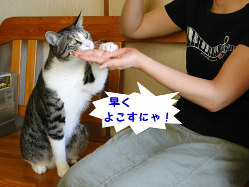 早くよこすにゃ!