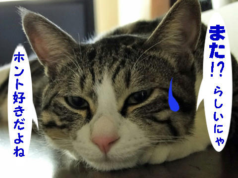 また!?らしいにゃ(--;