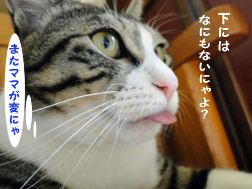 変なママだにゃ~