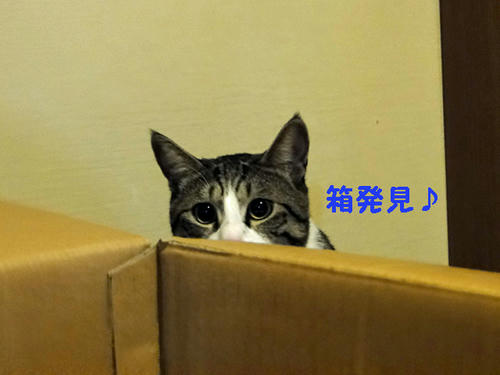 箱発見!