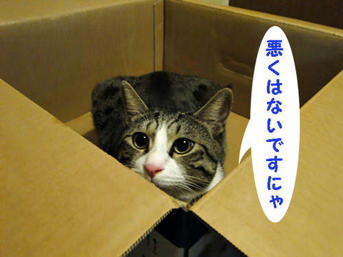悪くはないかな