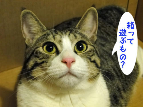 箱って遊ぶものなの?