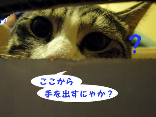 ココから?