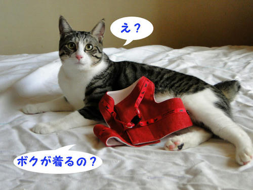 ボクが着るの?