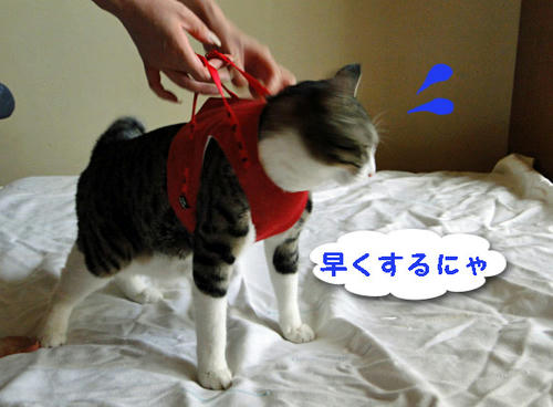 早くするにゃ!