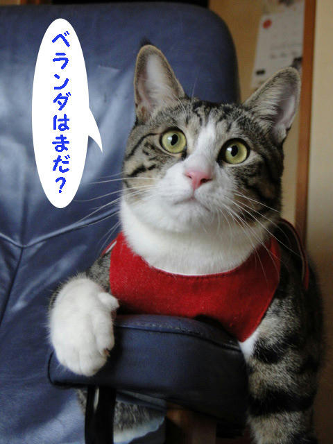 ところでベランダは?