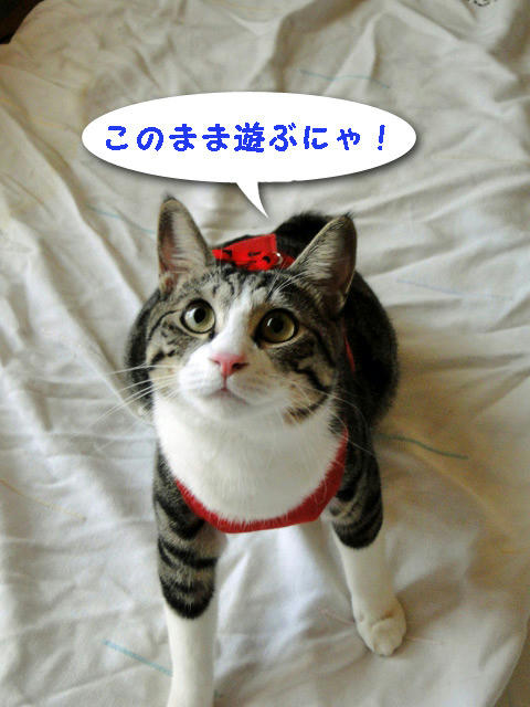 遊ぶにゃ!