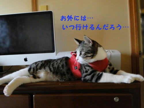 いつお外に行けるのかにゃ~