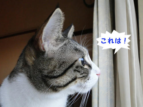 これは!!