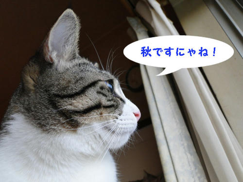 秋ですにゃね