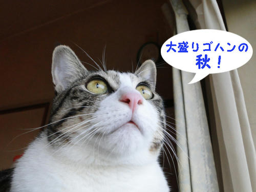 大盛りの秋
