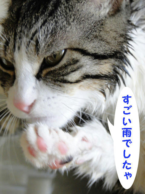 すごい雨でしたにゃ・・・