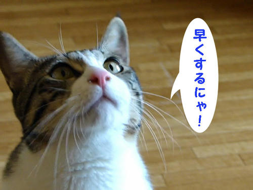 早くするにゃ!