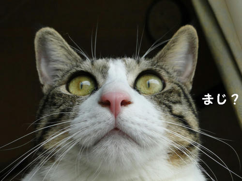 まじ?