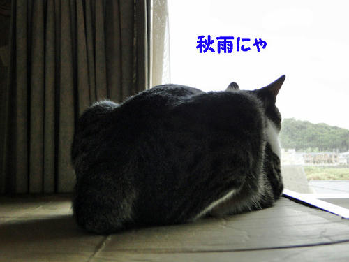 秋雨にゃ