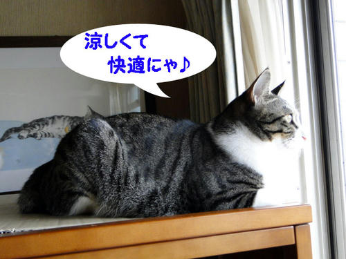 快適ニャ♪