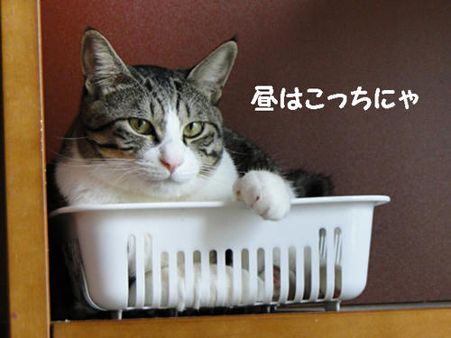 昼寝用
