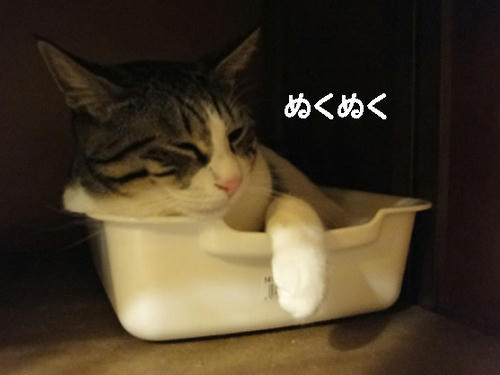 夕方以降