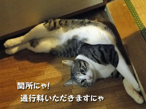 関所ですにゃ