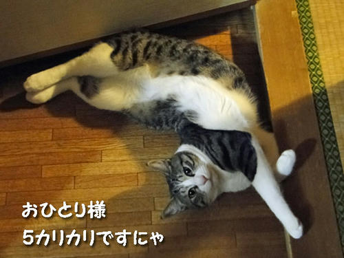 おひとりさま 5カリカリですにゃ