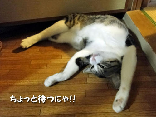 ちょっと待つにゃ!