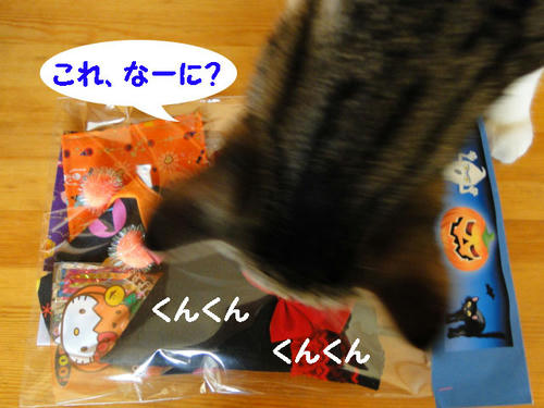 これなーに?