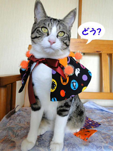 どう?
