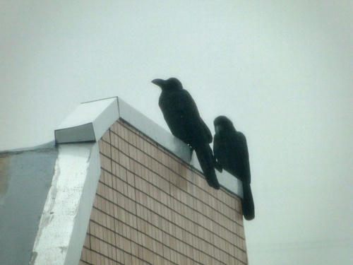 カラス