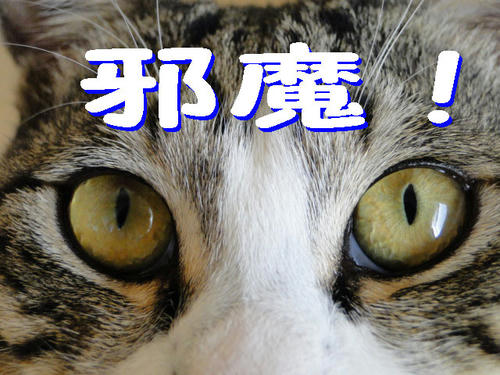 ママ、邪魔!