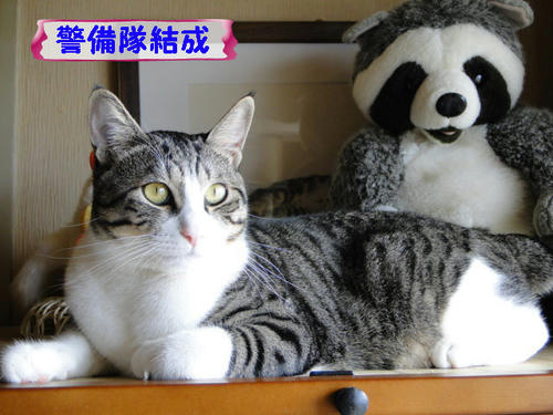 警備隊結成