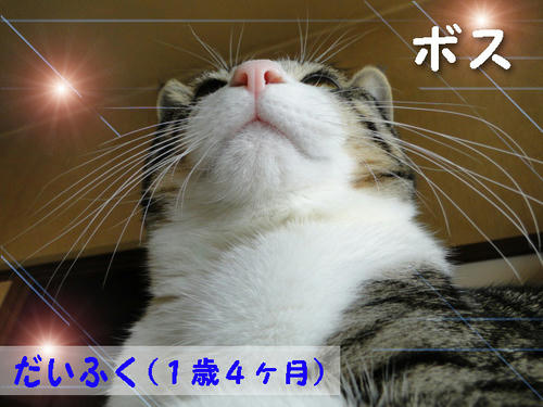 ボス だいふく(1歳4ヶ月)