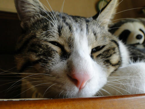 Zzz...