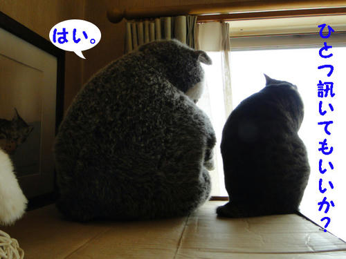 ひとつ訊いてもいい?