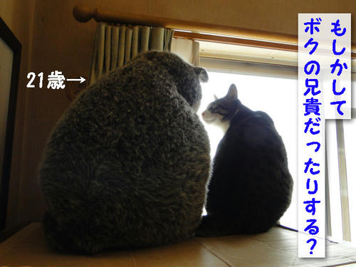 ボクの兄貴では?