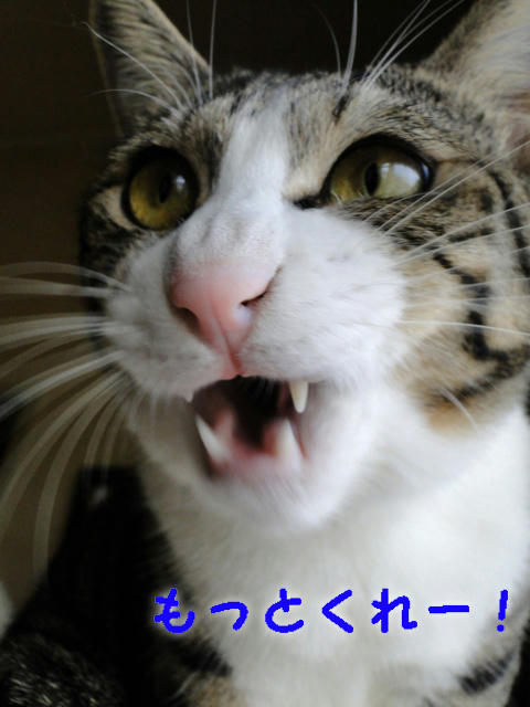 もっとくれー!