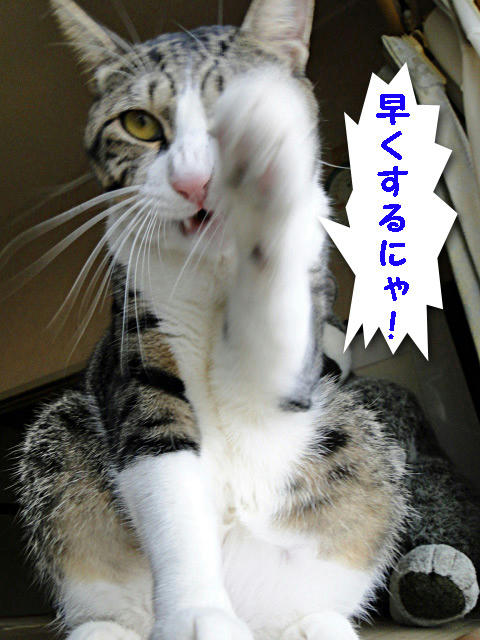 早くするにゃ!