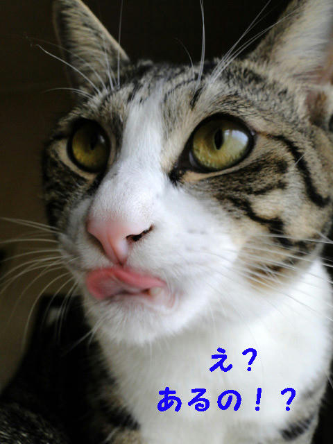 あるの?