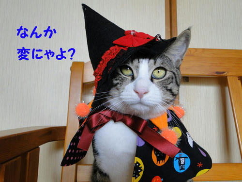 何かへんニャ
