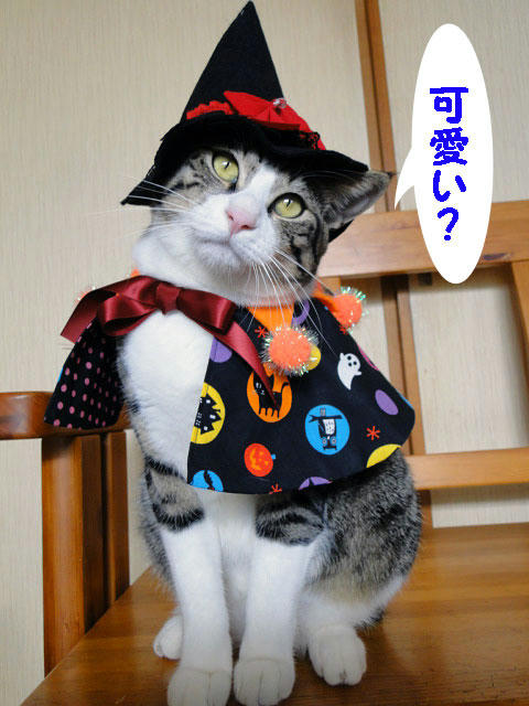 かわいい?