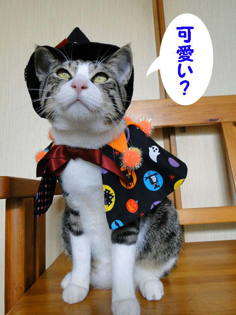 かわいい?