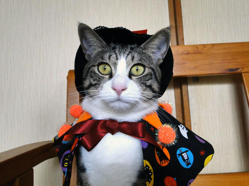 ずれるにゃ・・・