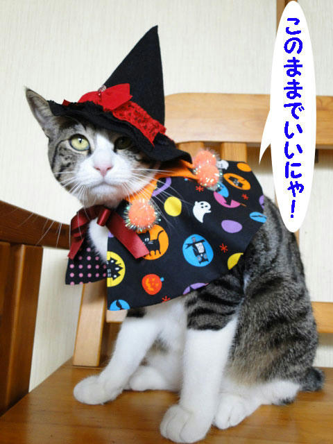 このままでいいにゃ!