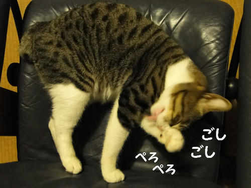 ごしごし