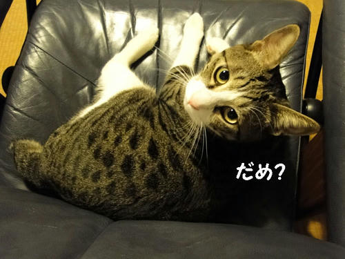 だめ?