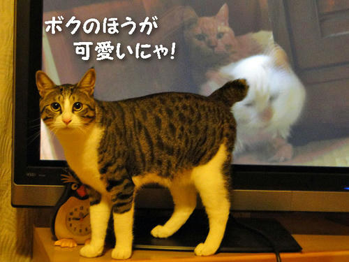 ボクのほうが可愛いにゃ!