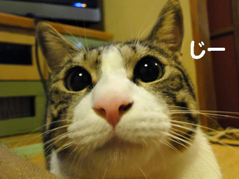 じー